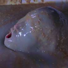 HotWamHD: Emilia's Gungebath Submersion Orgasm now live at Hotwamhd