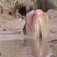 FOXY: Adele final video in mud