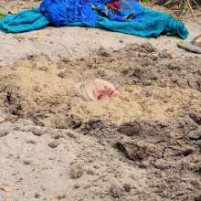QS4Ever: Lucy Kitty in Beach Sand Trap