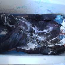 Cutiepied-production: Lulu 7 : Slime Bath