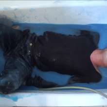 Cutiepied-production: Lulu 7 : Slime Bath
