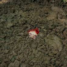 QS4Ever: Luna in Alternative Farm Clay