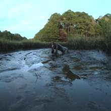 TannerQS: Skinny Dipping in Tidal Mud at Night