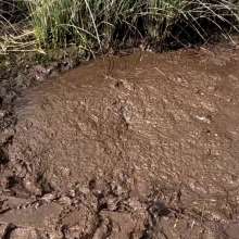 TannerQS: Tanner Is Peat Bog Crazy!