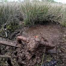 TannerQS: Tanner Is Peat Bog Crazy!