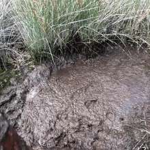 TannerQS: Tanner Is Peat Bog Crazy!