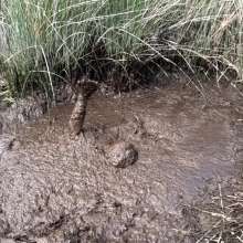 TannerQS: Tanner Is Peat Bog Crazy!