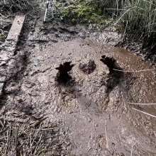 TannerQS: Tanner Is Peat Bog Crazy!