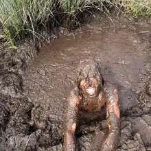 TannerQS: Tanner Is Peat Bog Crazy!