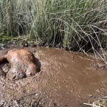 TannerQS: Tanner Is Peat Bog Crazy!