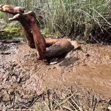 TannerQS: Tanner Is Peat Bog Crazy!
