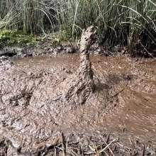 TannerQS: Tanner Is Peat Bog Crazy!