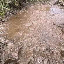 TannerQS: Tanner Is Peat Bog Crazy!