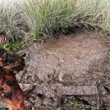 TannerQS: Tanner Is Peat Bog Crazy!