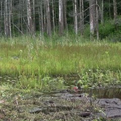 DIDVP_Leila: Ludella plays a witch who stays young with the help of a bog