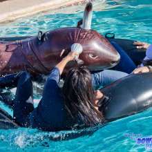 mudracer: Cowgirls in Wetlook Rodeo (pbr = Pool Bull Riding)