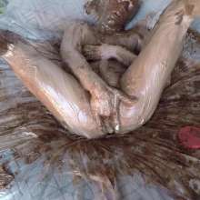 Alexxx: Fun With Frosting + Blowjob