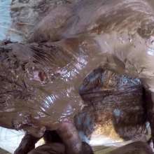Alexxx: Fun With Frosting + Blowjob