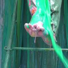 LiquidX: Lisa's FoxyMistress Surprise (Feet Cam)