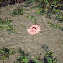 QS4Ever: Touch the Duckweed
