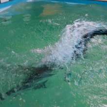 Wet Live Team: Danio in the Shower with Shampoo, Pool Fun Fully-dressed