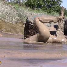 FOXY: Fantastic video "blue in mud"