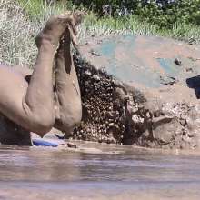 FOXY: Fantastic video "blue in mud"