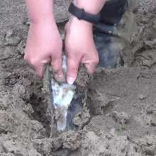 Northern Wam: Small Muddy Stream