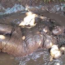 Darkabyss445: Formal Clothes Dare in Mud Gone Wrong