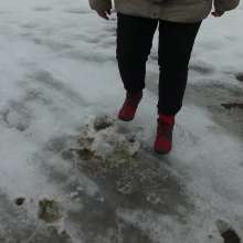 Northern Wam: Red Is Best in the Ice