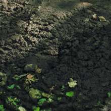 QS4Ever: Black Bottomless Forest Mud: Mary