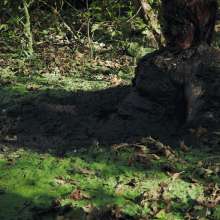 QS4Ever: Black Bottomless Forest Mud: Mary