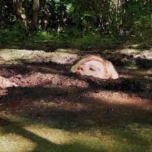 QS4Ever: Don't Step on Duckweed, Lucy