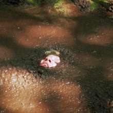 QS4Ever: Don't Step on Duckweed, Lucy