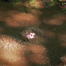 QS4Ever: Don't Step on Duckweed, Lucy