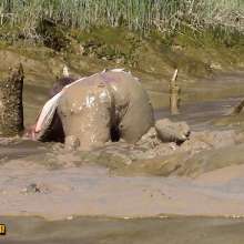 FOXY: New video with Vika in deep mud