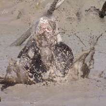 FOXY: Edwie is dressed with fur coat in mud