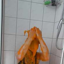 Vara: Chained and Slimed