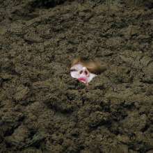 QS4Ever: Tiny in Alternative Farm Clay