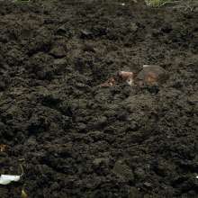 QS4Ever: Tiny in Alternative Farm Clay