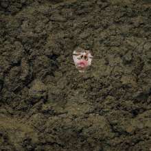 QS4Ever: Tiny in Alternative Farm Clay