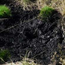 QS4Ever: Wednesday and Marsh Grass: Chapter 2