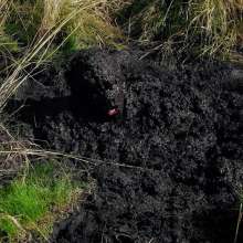QS4Ever: Wednesday and Marsh Grass: Chapter 2