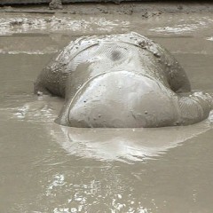FOXY: video fishnet in mud
