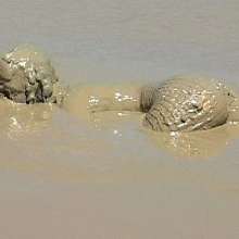 FOXY: Videos with Marion in deep mud