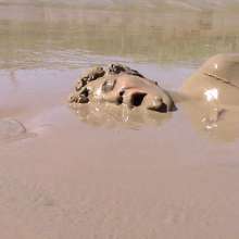 FOXY: Amazing deep mud