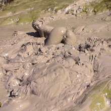 FOXY: Amazing deep mud