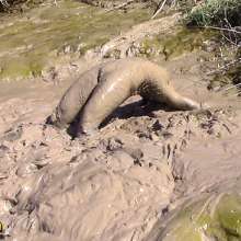 FOXY: Amazing deep mud