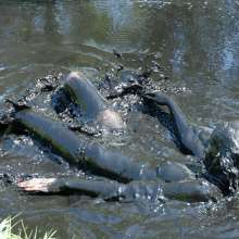 WSMProductions: Blonde Kimyl experiences the silty, peaty, oily mud--wsm