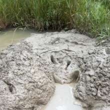 DCMudPuppy: 